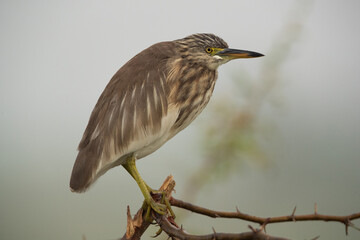 A pond heron on a tree at Bhigwan bird sanctuary, India