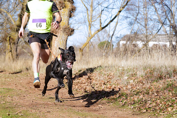 Dog and man taking part in a popular canicross race.