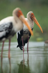 Selective focus on Painted stork at Bhigwan bird sanctuary, Maharashtra