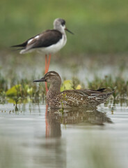Selective focus on Garganey with blak-winged stilt at the backdrop, Bhigwan bird sanctuary, India