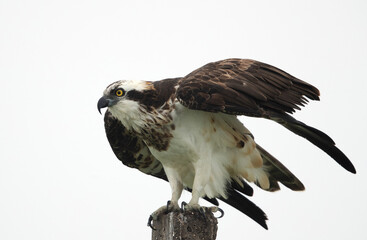Osprey ready to takeoff at Bhigwan bird sanctuary, Maharashtra