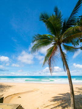 palm trees on the beach © BUDDEE