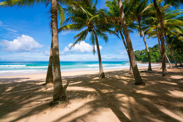 beach with palm trees