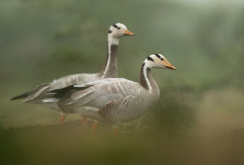 A pair of Bar-headed goose at Bhigwan bird sanctuary, India