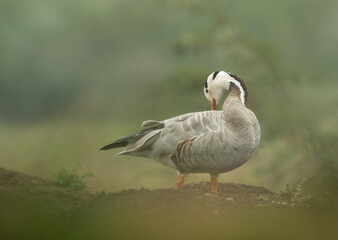 Bar-headed goose preening at Bhigwan bird sanctuary, India