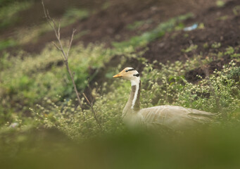 Bar-headed goose at Bhigwan bird sanctuary, India