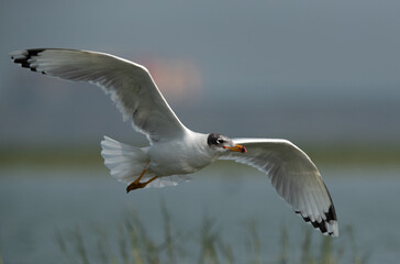 Great black-headed gull in flight at Bhigwan bird sanctuary, India