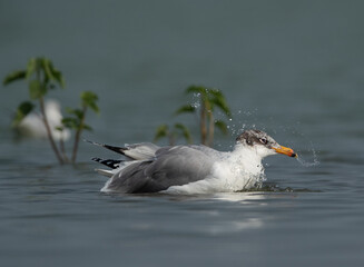 Great black-headed gull bathing at Bhigwan bird sanctuary, India