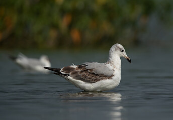 Juvenile Great black-headed gull at Bhigwan bird sanctuary, India