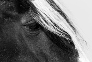 Closeup of horse showing its beautiful eye with white hair above
