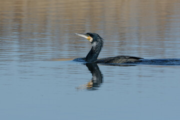 Great Cormorant (Phalacrocorax carbo) swimming