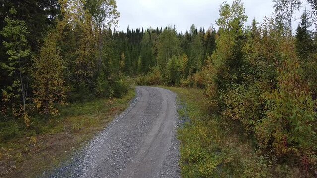 Wali on the road in the forest j&auml;mtland, sweden