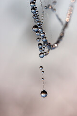 morning dew drops on the web