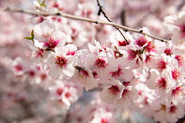 close up on almond flower on branch tree