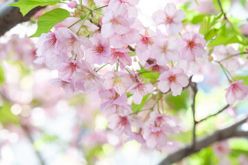 満開の桜の花 河津桜 クロースアップ 日本の春