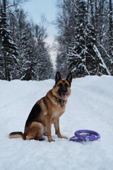 German Shepherd sits on snowy forest road next to two rings toys and waits for start of active game. Beautiful purebred dog in winter park.