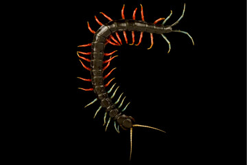 Malaysian juwel centipede (Scolopendra sp)