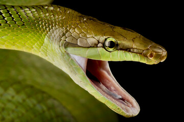 Red-tailed green ratsnake (Gonyosoma oxycephalum)