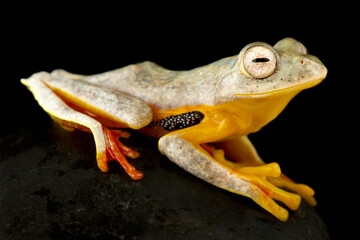 Twin-spotted Flying Frog (Rhacophorus bipunctatus)
