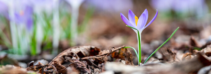 Purple crocus flowers growing in a forest