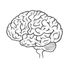 Brain graphic outline. Creative thinking and idea concept. Anatomy illustration. Intelligence and knowledge.