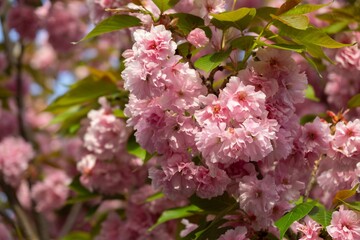 Spring tree flowering. Pink flowers. Slovakia