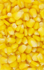 Yellow corn seeds background or texture