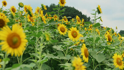 Field of the sunflowers with green forest in the background yellow color amazing atmosphere beautiful nature plant leaf landscape no people agricultural rural place organic beauty in environment
