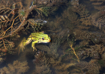 frog in the water