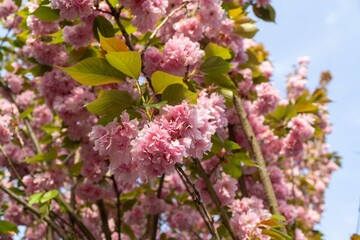 Spring tree flowering. Pink flowers. Slovakia