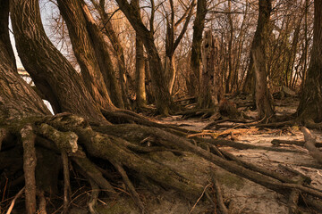 Surrounded by roots - forest: trees of life