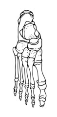 Bones of the human foot, hand drawn vector illustration isolated on a white background, orthopedics medicine anatomy sketch