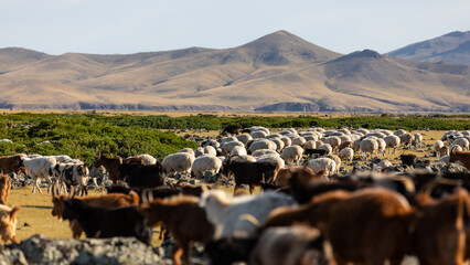 Eine nomadische Herde von Ziegen und Schafen zieht durch Tiefebene der Zentralmongolei, im...