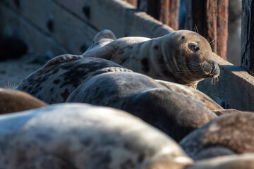 Fototapeta premium Young grey seal laying/resting on Horsey Gap beach, north Norfolk. January 2022