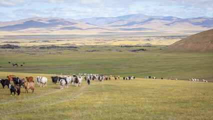 Eine Herde von Ziegen eines nomadischen Stamms zieht durch Tiefebene der Zentralmongolei, im...