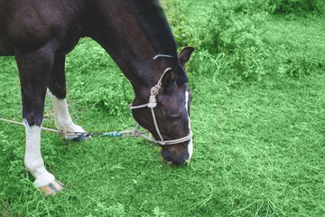 Beautiful brown horse grazes in the meadow and eats grass close-up