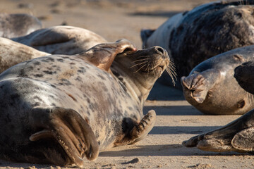 Young grey seal laying/resting on Horsey Gap beach, north Norfolk. January 2022