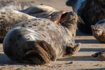 Young grey seal laying/resting on Horsey Gap beach, north Norfolk. January 2022