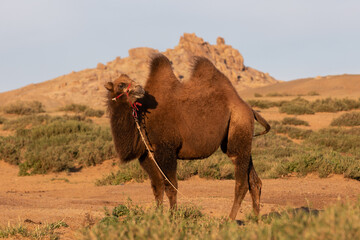 Ein angeleintes Kamel steht auf einer bewachsenen Düne vor einer Felsformation am Rande der Wüste...