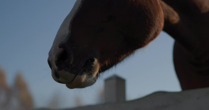 Little girl feeding horses on a ranch. Sunny, bright day on a farm. 4k  60p to 23.976 slow motion. Close up shoot.