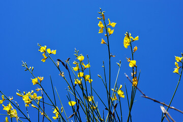 Branches of yellow flowers, with a deep blue sky in the background.