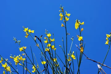 Crédence de cuisine en verre imprimé Bleu Jeans Branches de fleurs jaunes, avec un ciel bleu profond en arrière-plan.