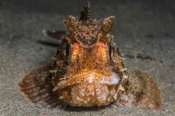 ScorpaenaPorcus fish. Scorpions fish. Canakkale, Turkey.