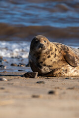 Grey seal sitting by the sea at Horsey Gap in north Norfolk, UK