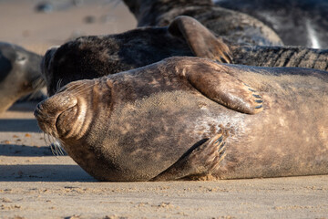Grey seal on Horsey Gap beach, north Norfolk. January 2022