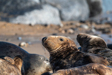 Grey seal on Horsey Gap beach, north Norfolk. January 2022