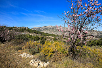 Fototapeta na wymiar Landscape of Sierra Aitana with Almond trees in bloom