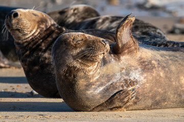 Young grey seal laying/resting on Horsey Gap beach, north Norfolk. January 2022