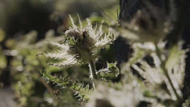 Gros plans sur des chardons en montagne