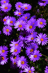 Purple flowers